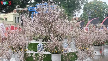 Vietnam-Japon: fête des cerisiers en fleurs à Hanoi - ảnh 1